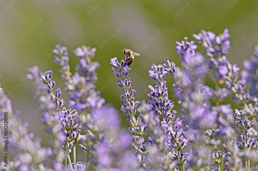 Obraz premium lavender in a field honey bee 