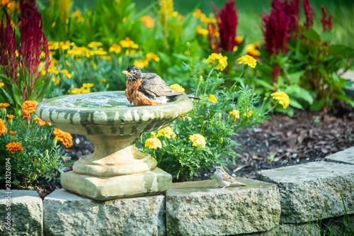 Robin enjoying a bird bath on a hot day photo