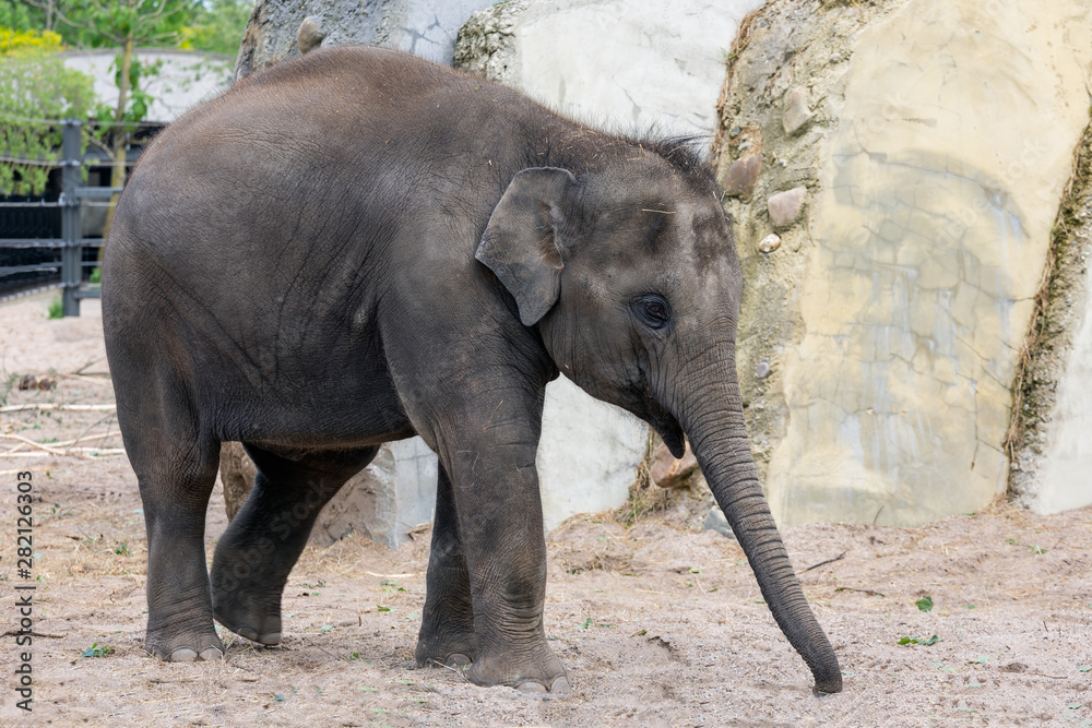 Fototapeta premium Little baby elepant in Amsterdam Artis Zoo, the Netherlands
