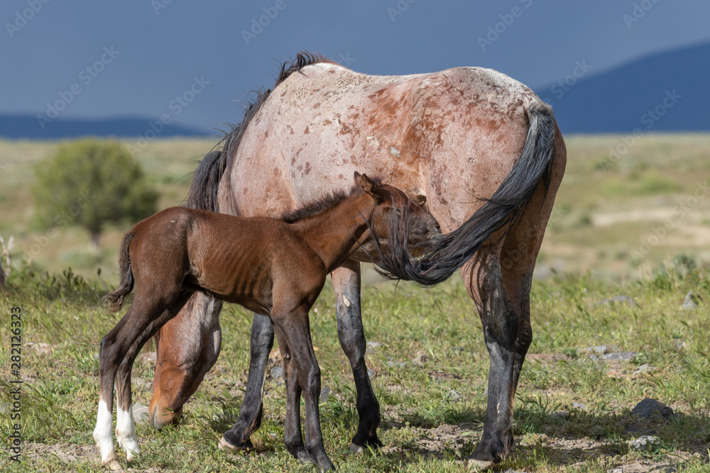 Wild Horse Mare and Cute Foal in the Utah Desert Wild Horse Mare and Cute Foal in the Utah Desert