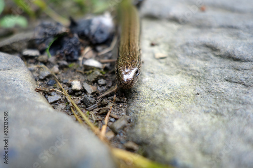 BLINDSCHLEICHE . Anguis fragilis . Slow worm