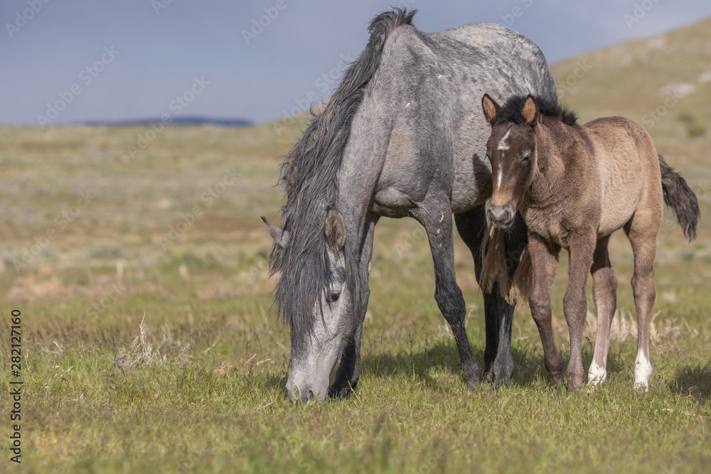 Wild Horse Mare and Cute Foal in the Utah Desert Wild Horse Mare and Cute Foal in the Utah Desert