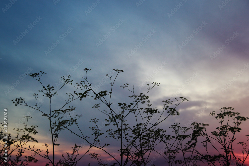 Fototapeta premium Silhouettes of wildflowers in the evening sky of watercolor shades, botanical background