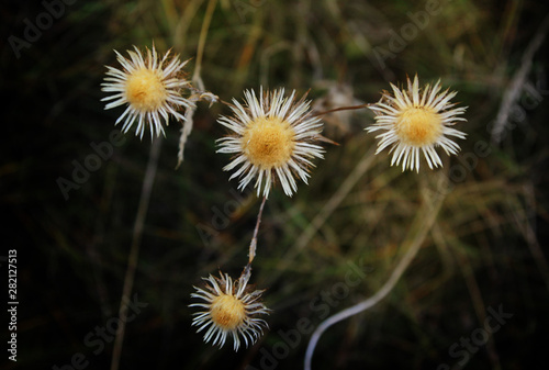 Inflorescence of dry wildflowers in the fall on the field, dandelions, dried flowers © lanamilana