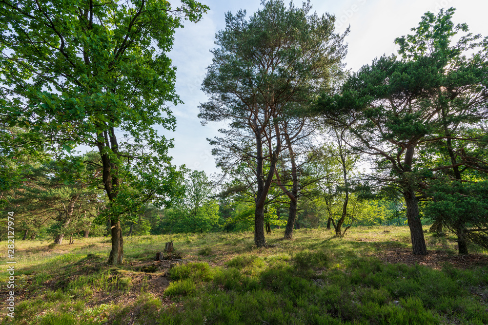 Behringer Heide in der Lüneburger Heide Behringer Heide in der Lüneburger Heide