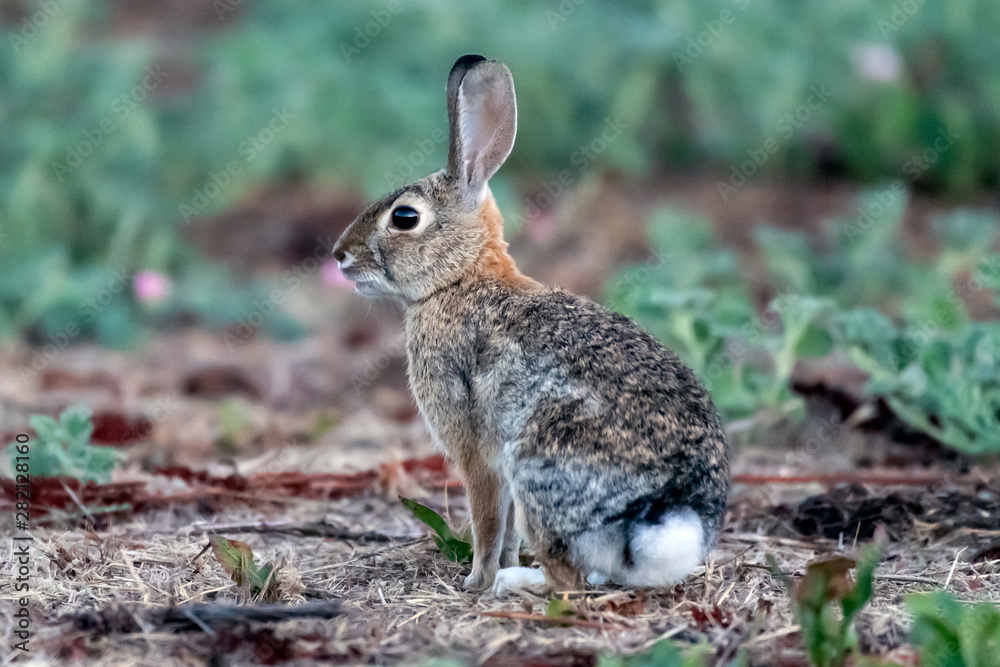 Alert Cotton Tail bunny rabbit has ears standing staight up while looking out for danger in the wilderness. Alert Cotton Tail bunny rabbit has ears standing staight up while looking out for danger in the wilderness.