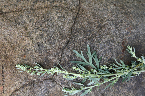 Branch of bitter wormwood on a stone texura photo