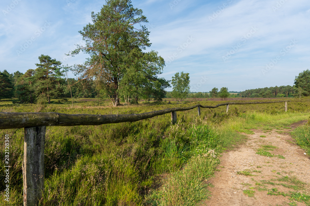 Behringer Heide in der Lüneburger Heide Wanderweg