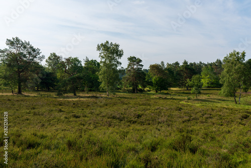 Behringer Heide in der Lüneburger Heide