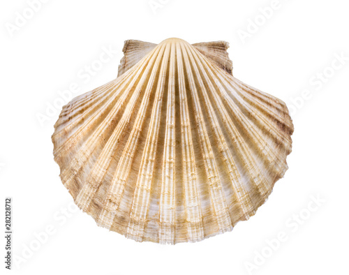 big seashell isolated white background