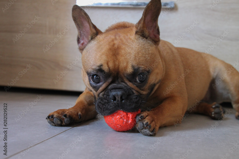 Portrait French Bulldog playing with a red ball Portrait French Bulldog playing with a red ball