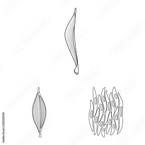 Vector illustration of fiber and muscular icon. Collection of fiber and body stock vector illustration.