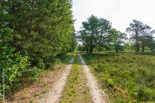 Forstweg in der Lüneburger Heide