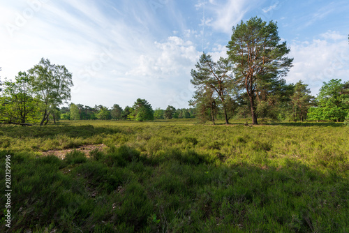 Blick in die Lüneburger Heide