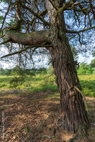 Markanter Baum in der Lüneburger Heide