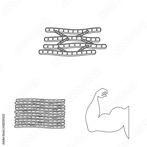 Vector illustration of fiber and muscular sign. Collection of fiber and body stock symbol for web.