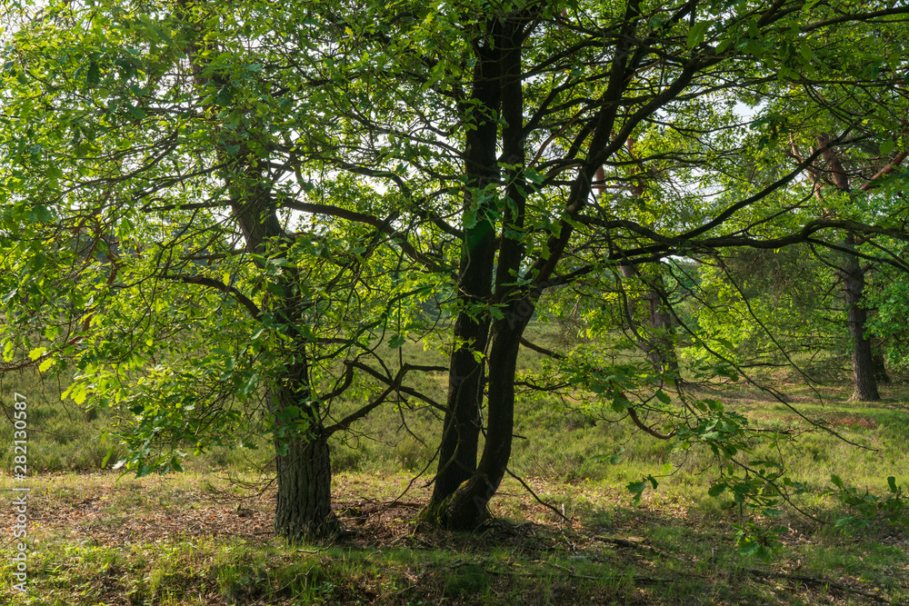Markanter Baum in der Lüneburger Heide Markanter Baum in der Lüneburger Heide