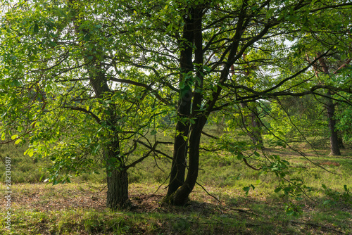 Markanter Baum in der Lüneburger Heide