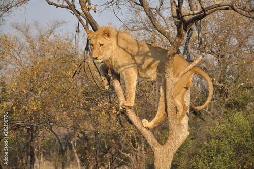 Löwe am Baum