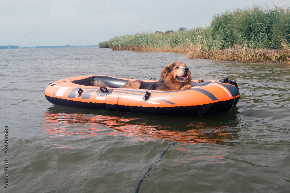 Hund im Sommer im Schlauchboot Insel Rügen Stock Photo | Adobe Stock