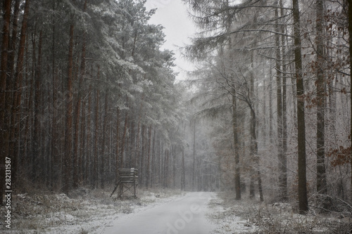 forest road in winter
