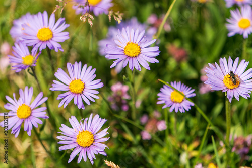 Blumen auf einer Alm © lexpixelart