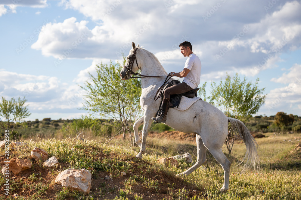Young male in casual outfit riding white horse on grassy meadow a sunny day