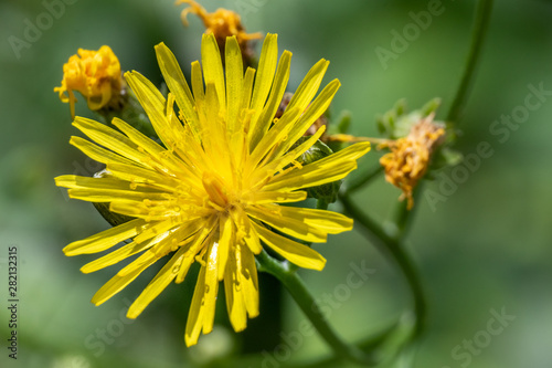 closeup of yellow flower