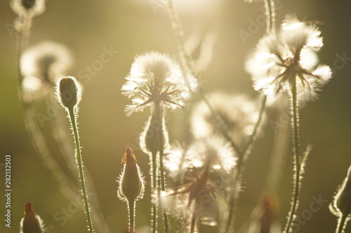 fluffy dandelions grow in the field with sunset light