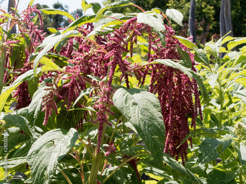 Amaranthus caudatus | Amarante queue-de-renard  photo