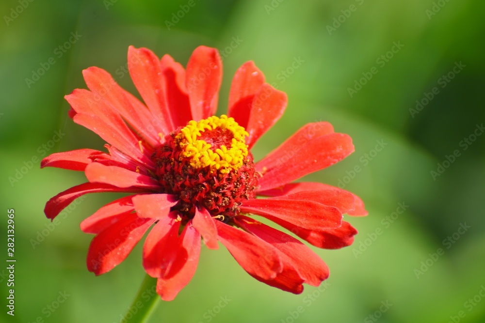 Big red flower in the garden. Background for greeting card. Big red flower in the garden. Background for greeting card.