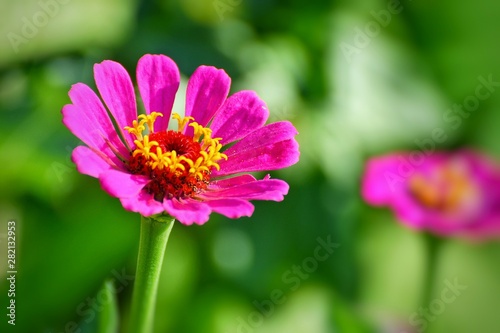Big flower of zinnia in the garden. Background for greeting card.