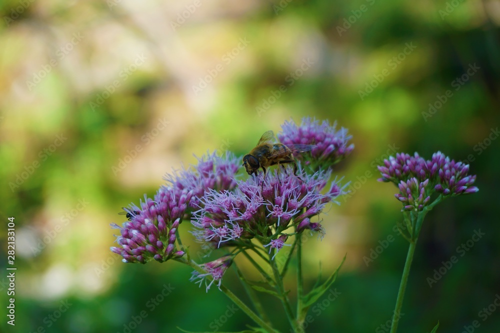 Biene auf einer Blume Biene auf einer Blume