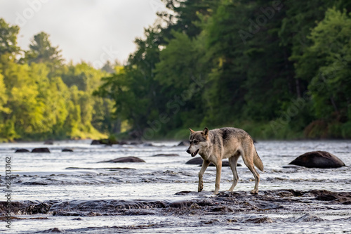 Grey Wolf walking across Rocks in a Flowing River