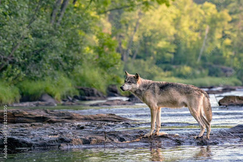 Fototapeta premium Grey Wolf walking across Rocks in a Flowing River