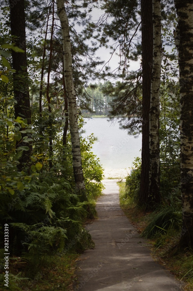 Fototapeta premium road in forest