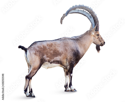 Alpine Ibex isolated on white background, Young alpine ibex male on the top of the mountain isolated on white background photo