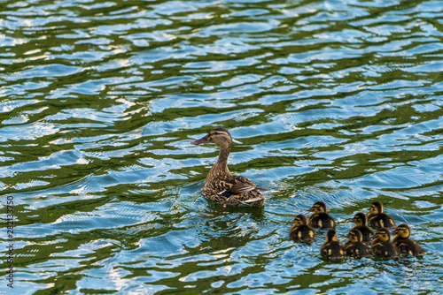 Vogel am Seeufer mit Jungen Küken © lexpixelart