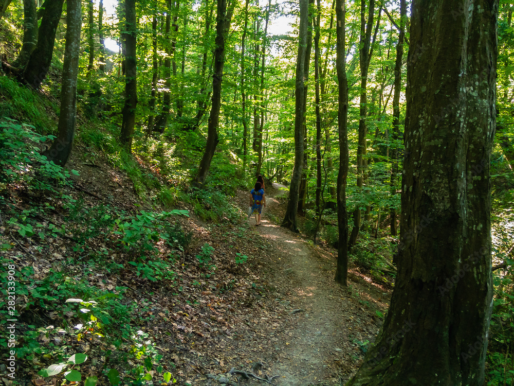 The coast of the North Caucasus.Footpath in a deciduous green forest on a summer sunny day. The coast of the North Caucasus.Footpath in a deciduous green forest on a summer sunny day.