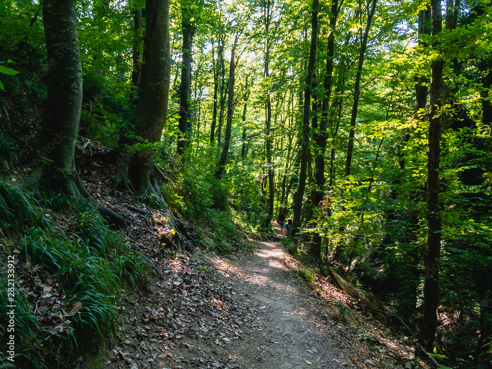 Fototapeta premium Footpath in a deciduous green forest on a summer sunny day. The coast of the North Caucasus.