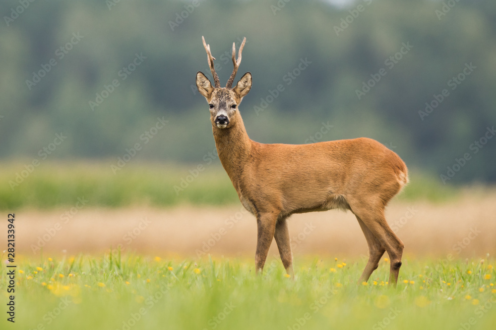 Roebuck - buck (Capreolus capreolus) Roe deer - goat Roebuck - buck (Capreolus capreolus) Roe deer - goat