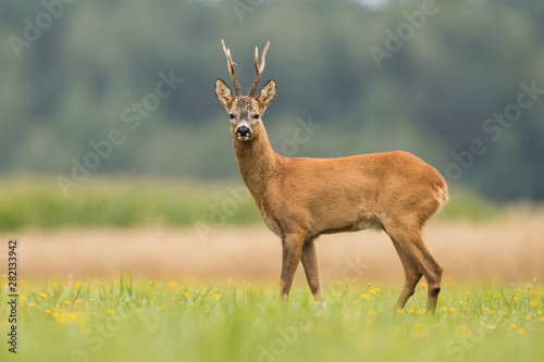Roebuck - buck (Capreolus capreolus) Roe deer - goat © szczepank