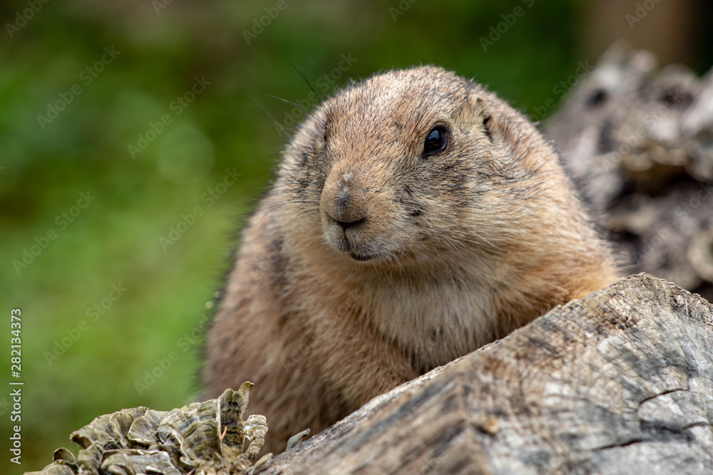 Naklejka premium prairie dog in an zoo in Lignano, parco zoo punta verde