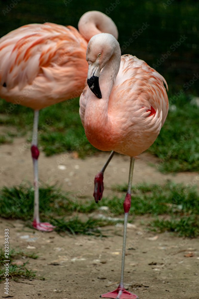 flamingo in an zoo in Lignano, parco zoo punta verde flamingo in an zoo in Lignano, parco zoo punta verde