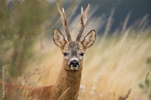Fotografija Roebuck - buck (Capreolus capreolus) Roe deer - goat