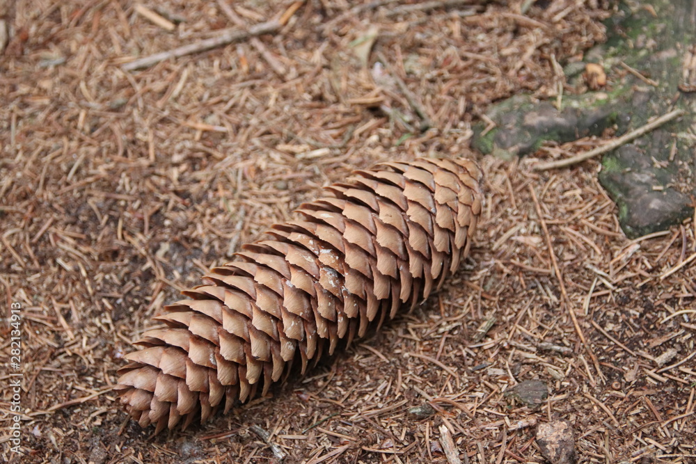 Obraz premium Waldboden gen Süden