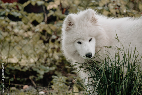 Cute samoyed sniffing grass