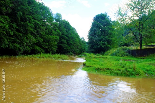 river in the forest