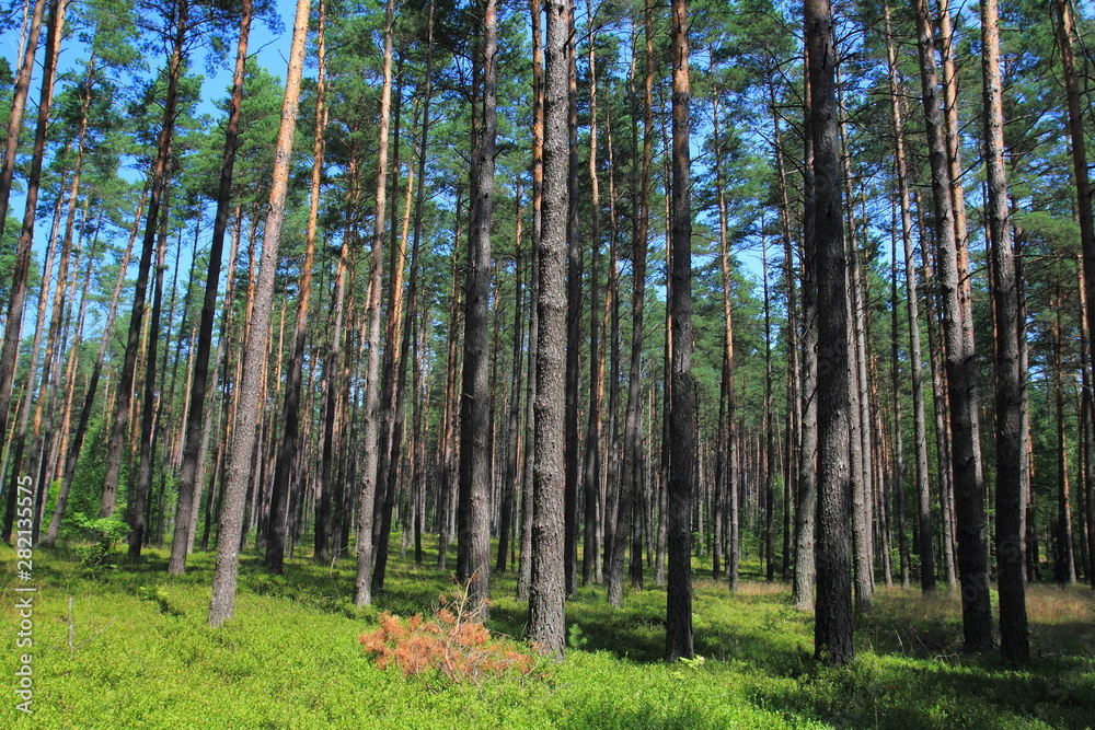 Fototapeta premium Pine forest. Landscape in Poland