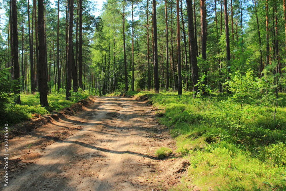 Dirt road or path through evergreen coniferous pine forest at sunrise. Pinewood with Scots or Scotch pine Pinus sylvestris trees growing in Poland. Dirt road or path through evergreen coniferous pine forest at sunrise. Pinewood with Scots or Scotch pine Pinus sylvestris trees growing in Poland.